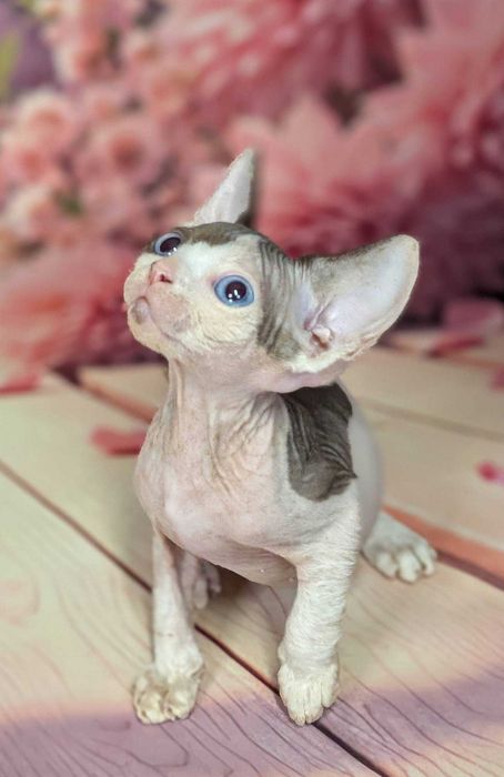 Rose. Sfinks kanadyjski. Obłędna piękność!