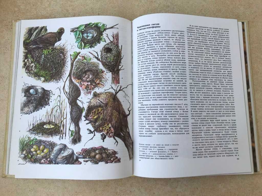 Книга о животных Животные строят биолог Матиас Фройде ловушки убежища