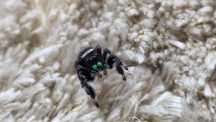 Samiec skakun królewski L6 phidippus regius