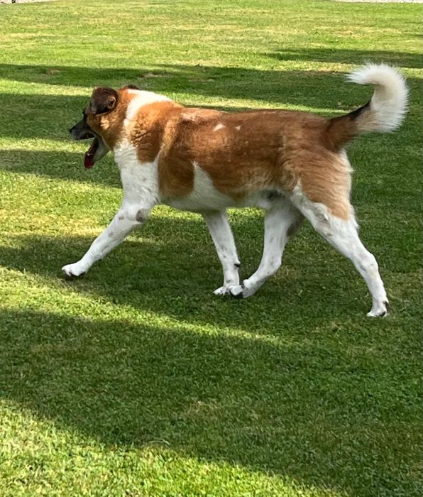 Piękny Rex do adopcji