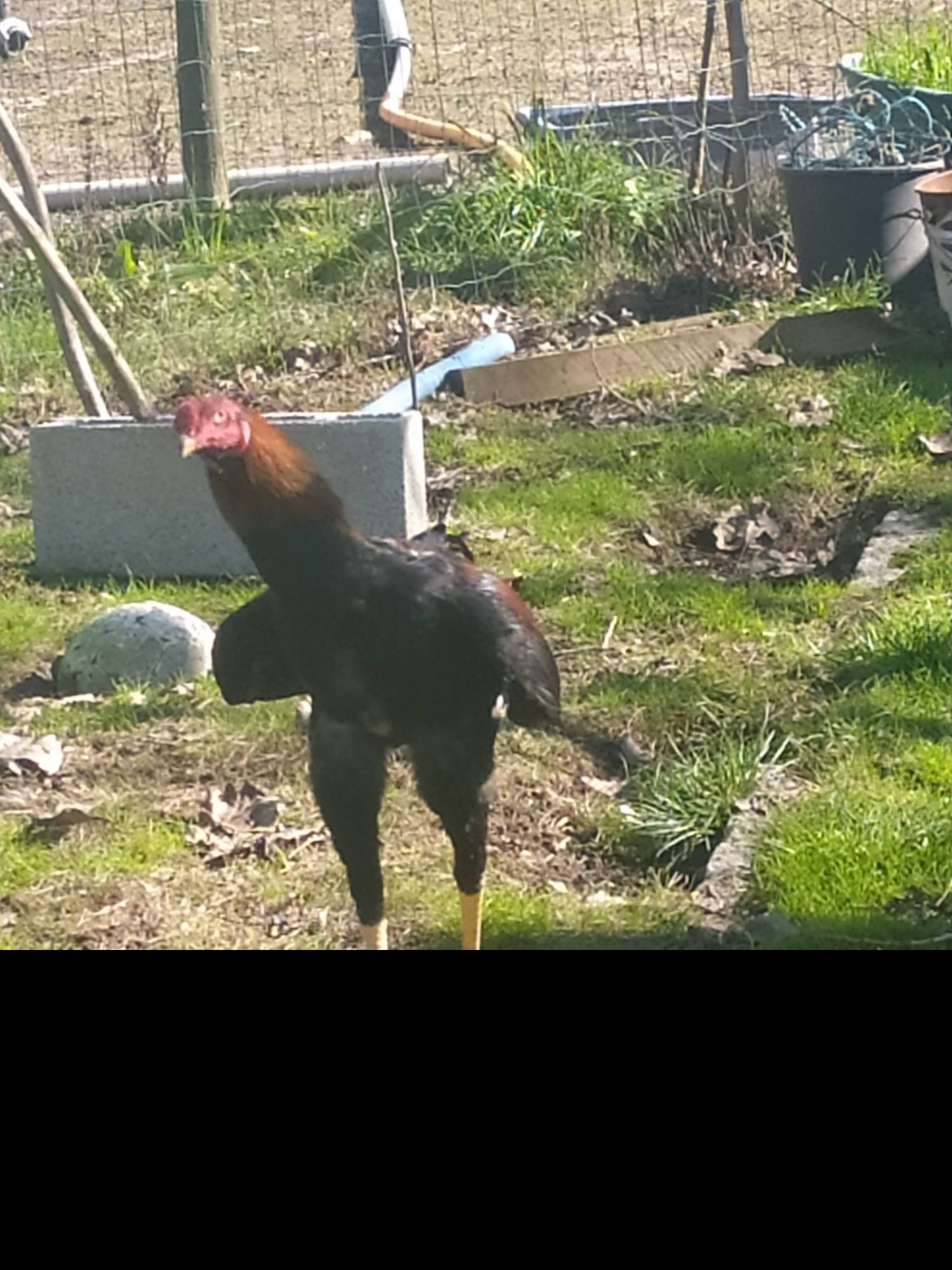 Ovos de Índio Gigante