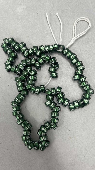 Nimfa, świergota, obrączki 2026