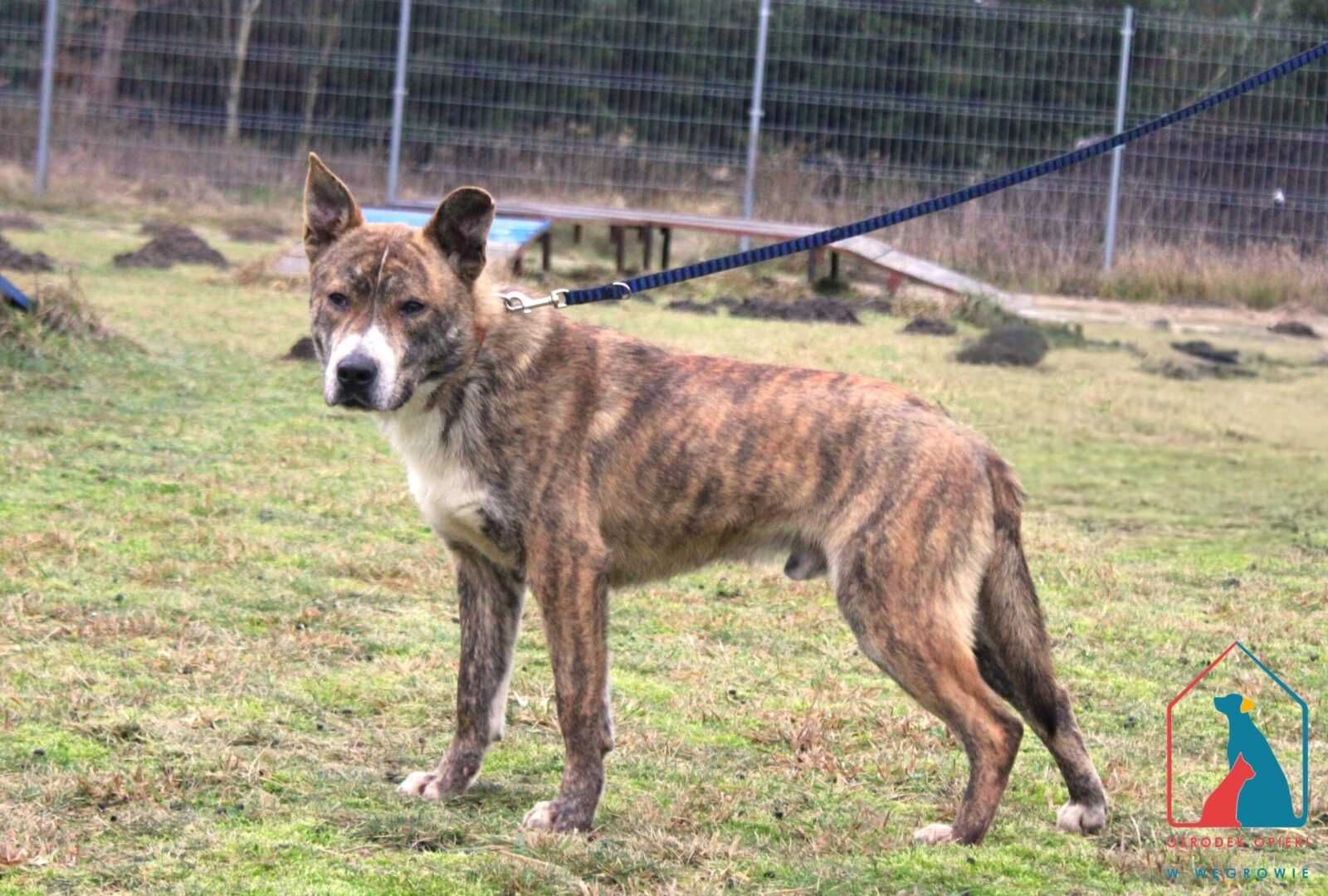 Młody fajny piesek Nari szuka domu!