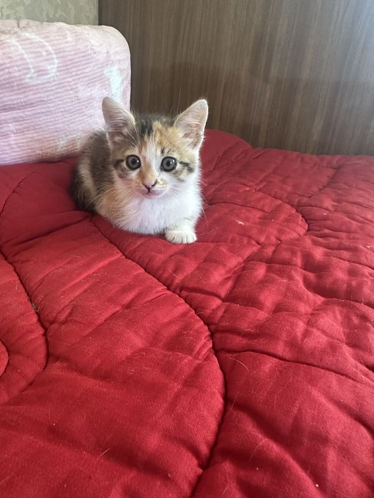 Кошеня дівчинка безкоштовно