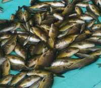 Narybek  kroczek ryb do zarybienia amur lin karp karaś żółty i kolor