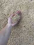 Groch siewny zbior  2025