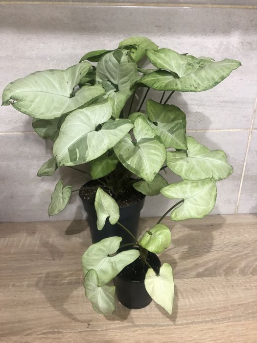 Сингоніуми, сциндаппсуси