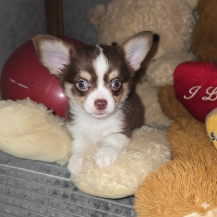 Piekny czekoladowy chlopak chihuahua dlugowlosy
