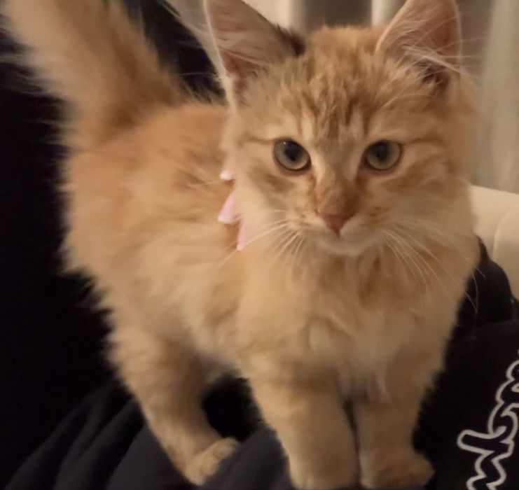 Zaginął maly kotek !