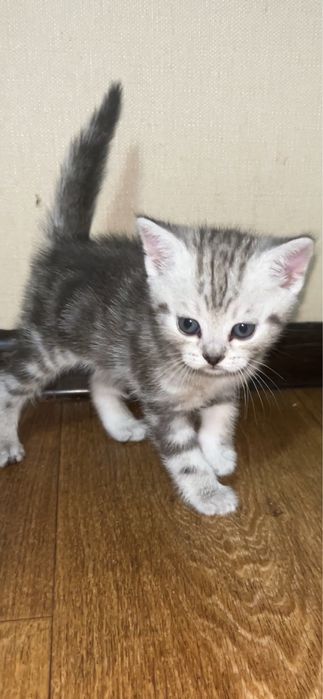 Шотландські кошенята