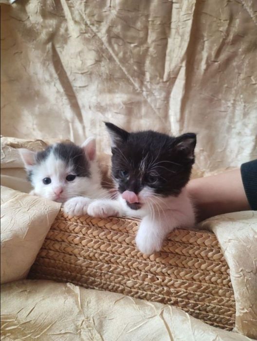 Віддам кошенят!! БЕЗКОШТОВНО!