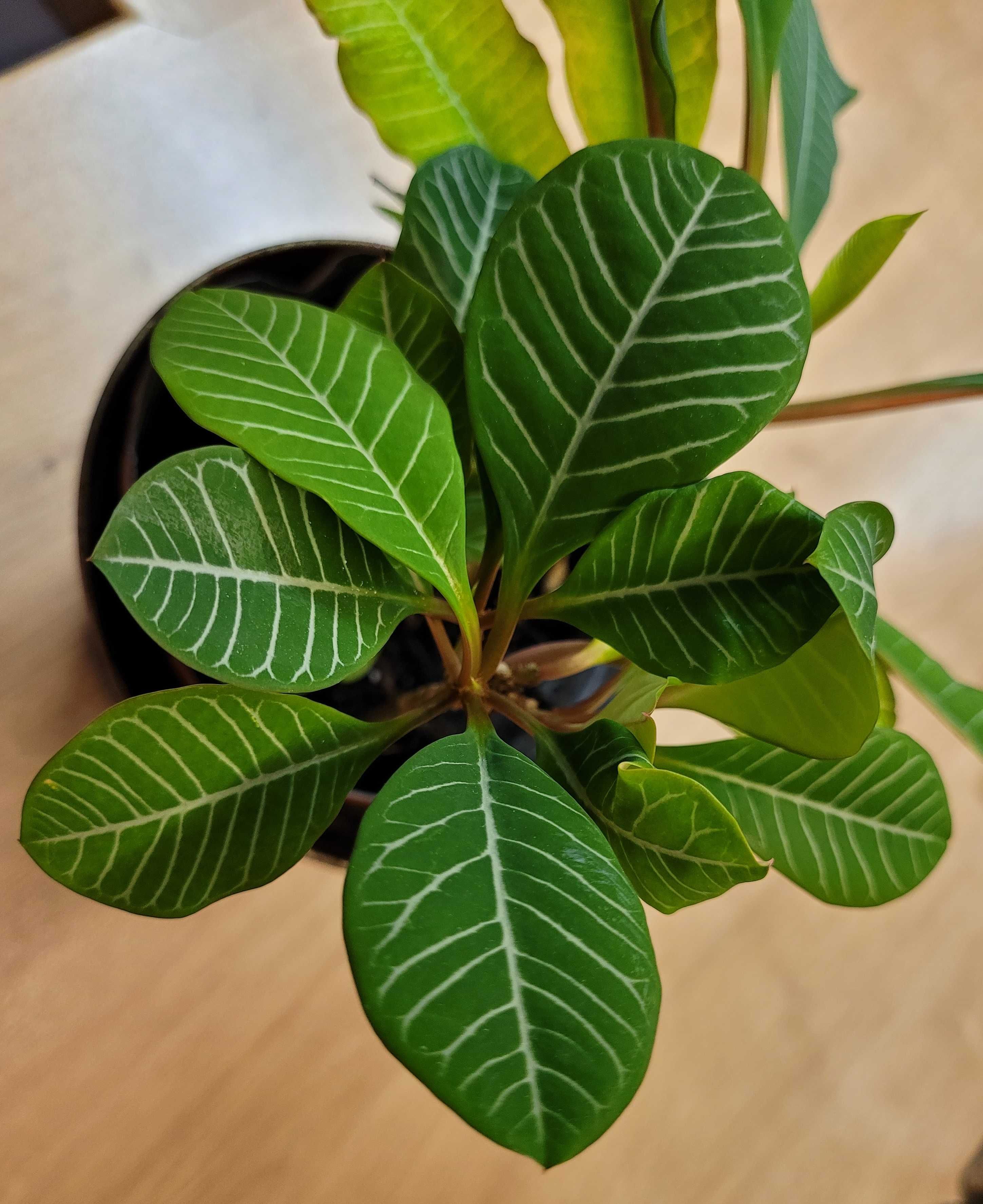 Wilczomlecz białounerwiony / NASIONA benjamin madagaskarski /