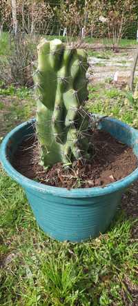 Cacto monstro (Cereus Peruviano Monstruosus)