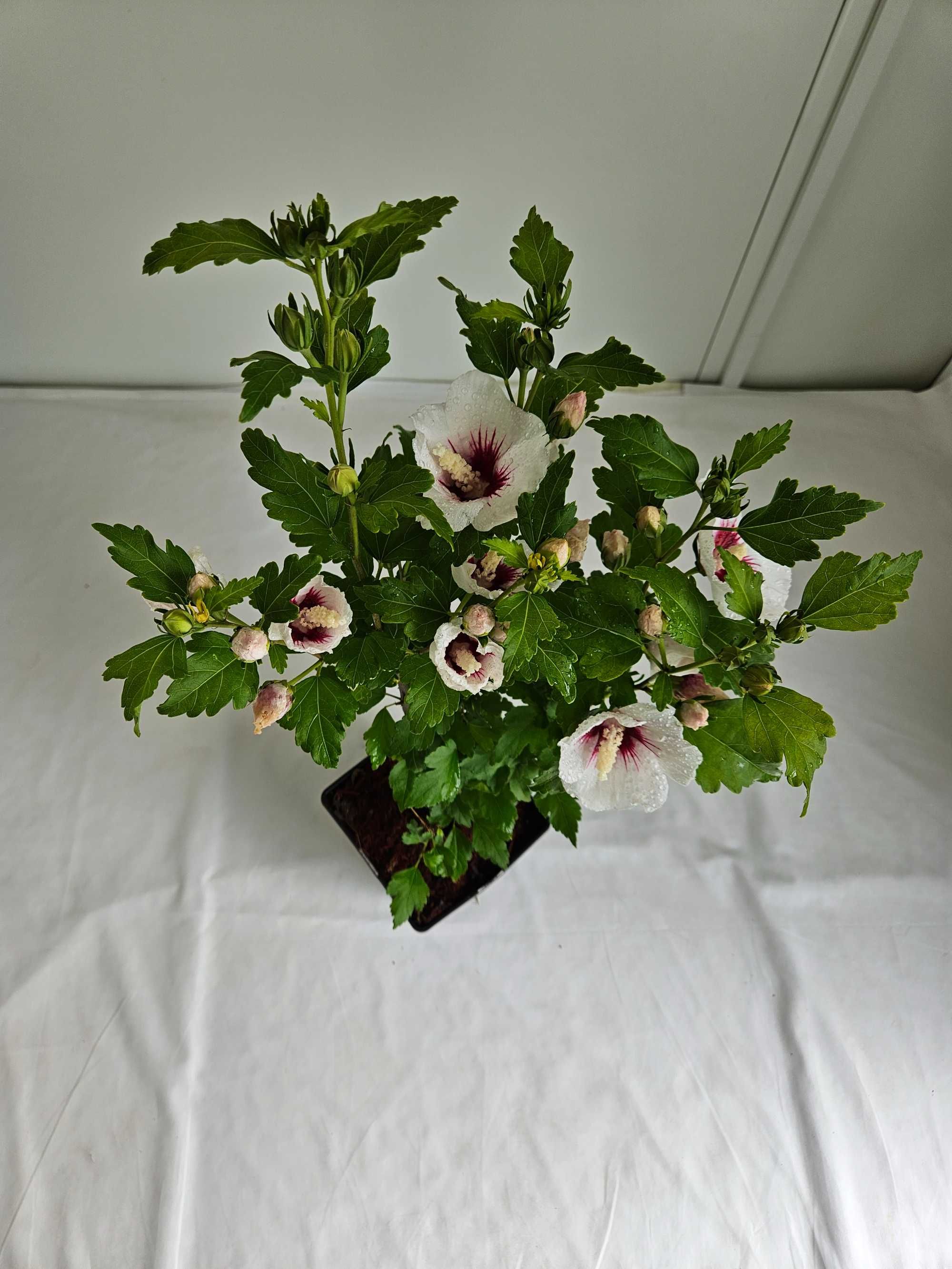 Hibiskus Red Heart 60cm – biały krzew z czerwonym środkiem C3