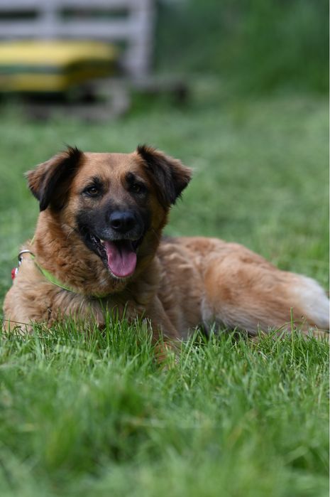 Przecudowna Kora zabrana z łańcucha prosi o dom