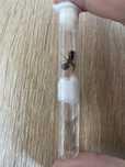 Camponotus ligniperda