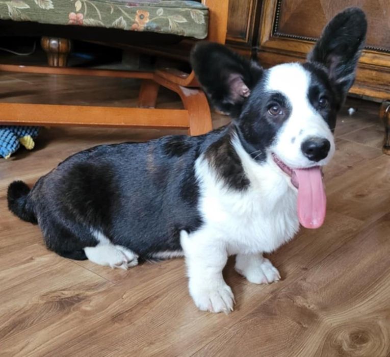 Welsh Corgi Cardigan FCI