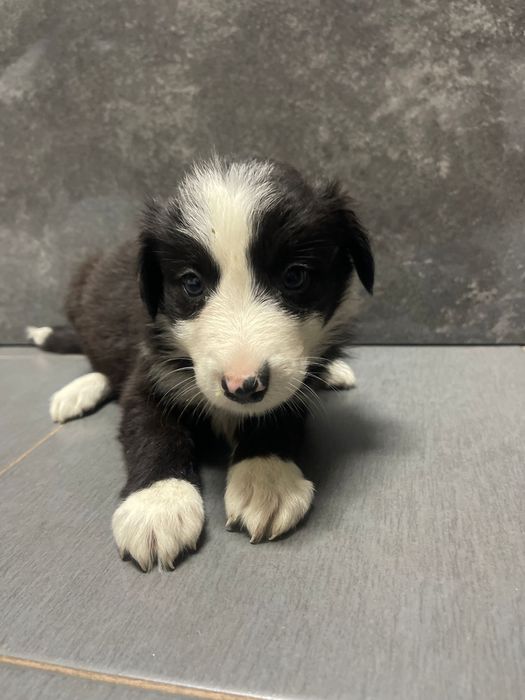 Border collie femea 2 meses