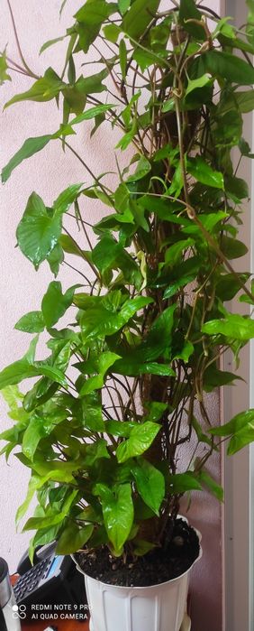 Красивый сингониум на кокосовой палке