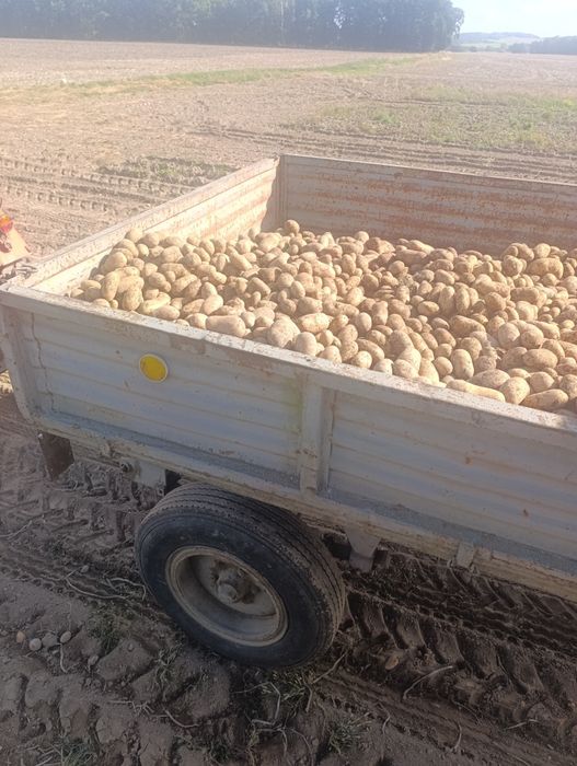 Ziemniaki odmiany Anna Bernina  10kg