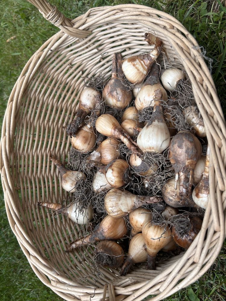 20 szt cebulek narcyzów kolor biały