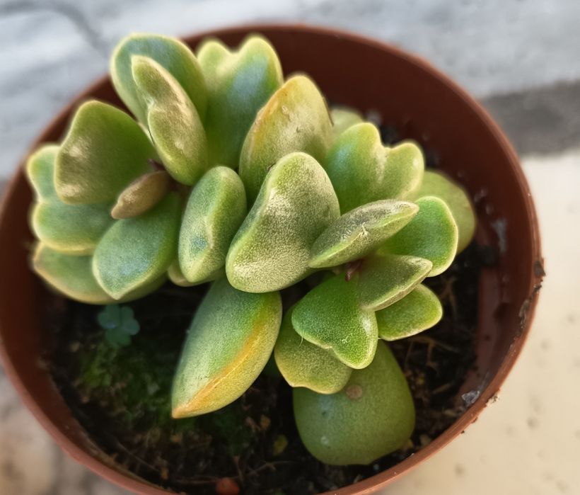 Suculentas em vaso 10 cm