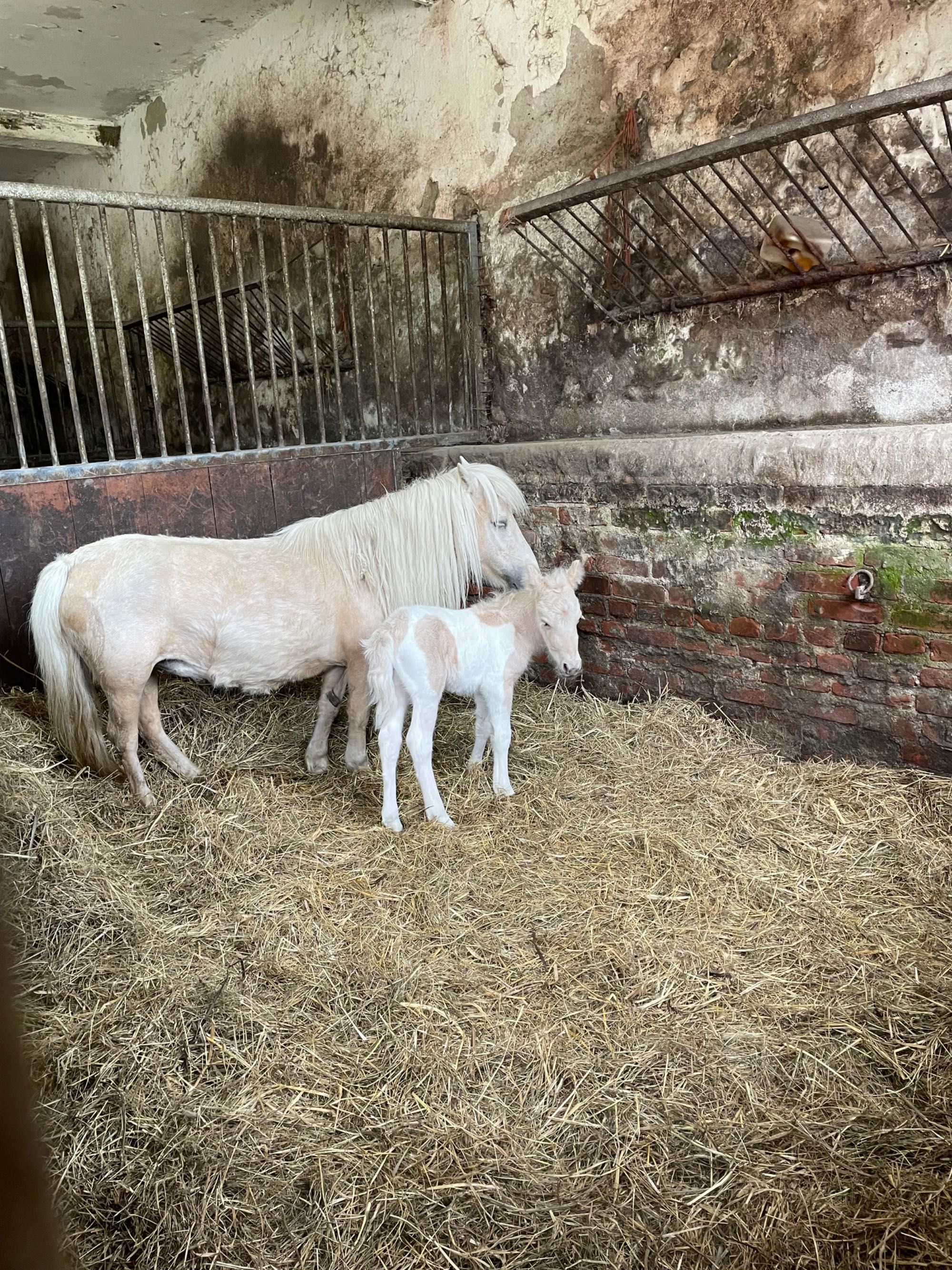 Klacz z źrebakiem Palomino(Izabelowata) i maść  Srokatoizabelowata