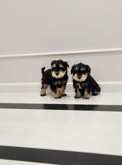 Sznaucer miniaturowy piesek