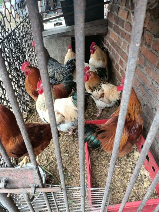 Dorosłe koguty żywe lub zabite i koguty zielono nóżki