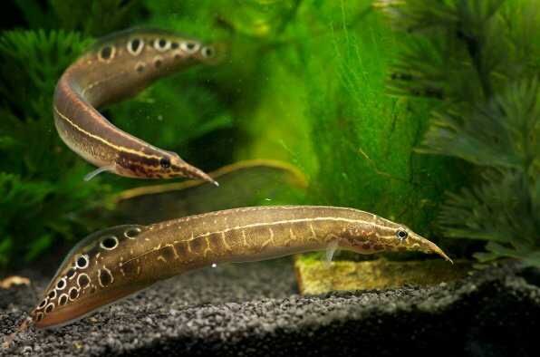 Węgorek ciernisty Ketrab