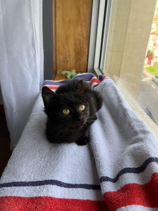 Gatinha 2meses muito meiga