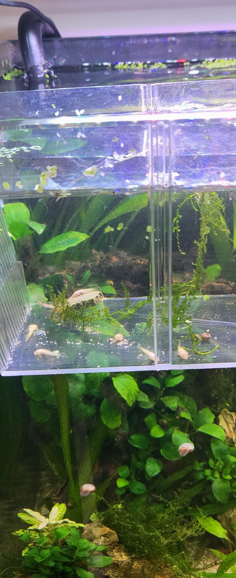 Ancistrus SP e Kiribensis