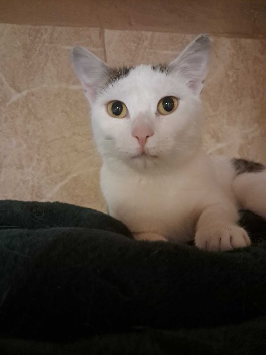 Delikatna Lara szuka domu