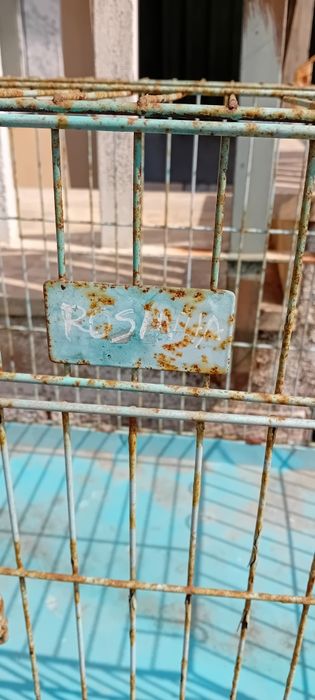 Gaiola grande. Robusta. Usada para papagaio