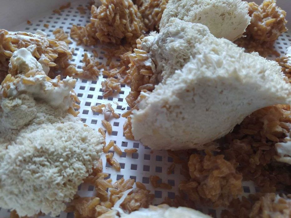 АКЦИЯ ‼️ Ежовик Гребенчатый 250 грамм