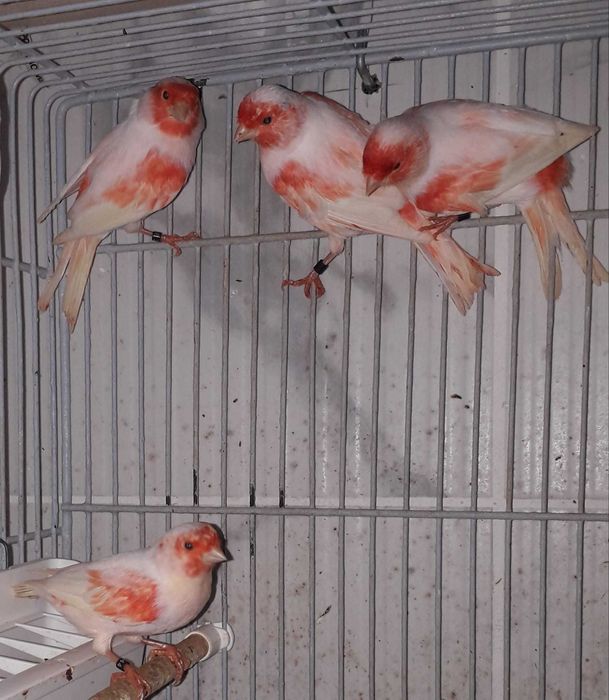 Vendo canários apartir de 10€