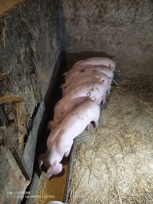 Vendo leitões para assar ou para criar