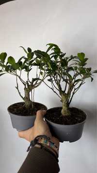 Benjamin Fikus bonsai idealny dla poczatkujacych.