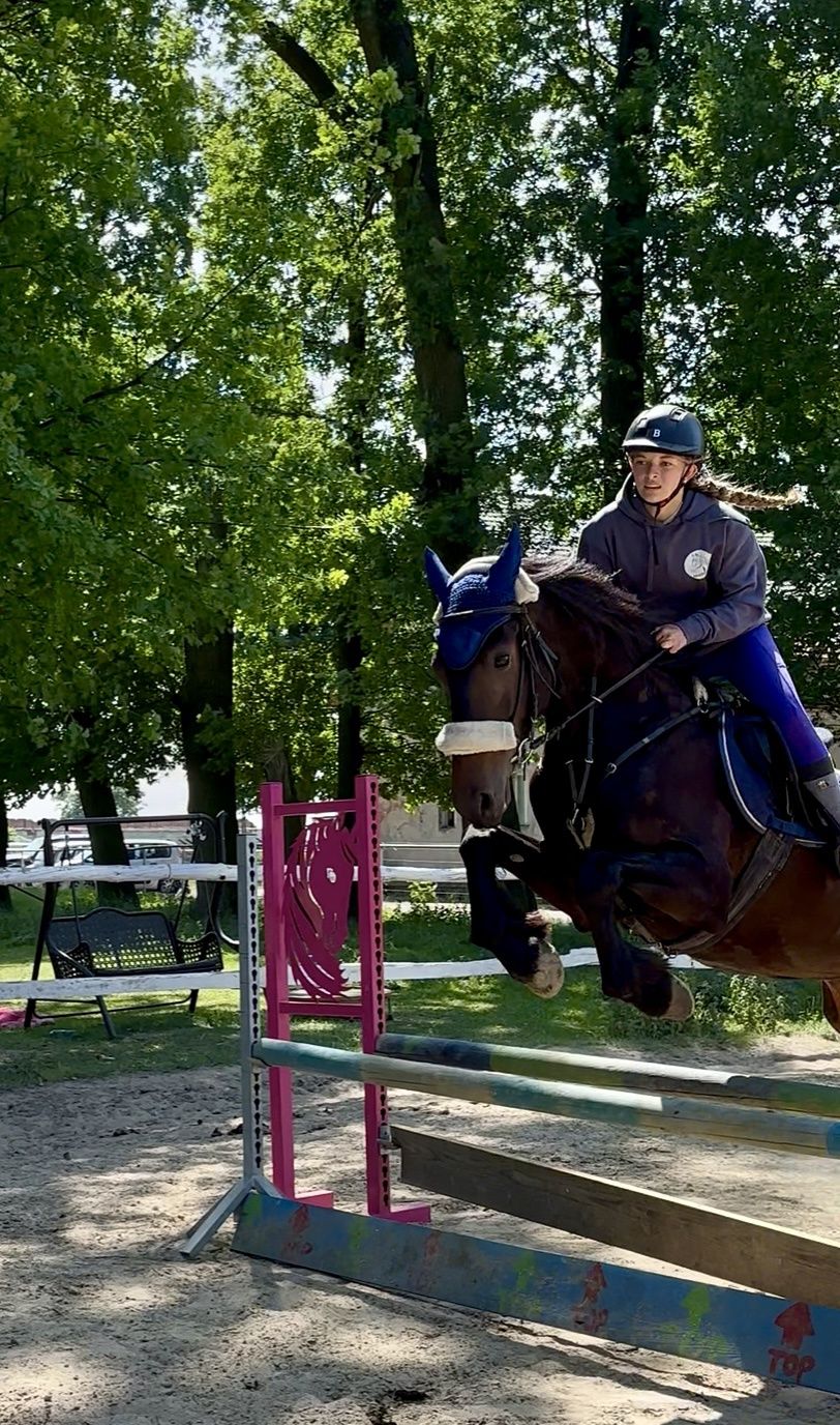 Wałach 5 lat 165 cm