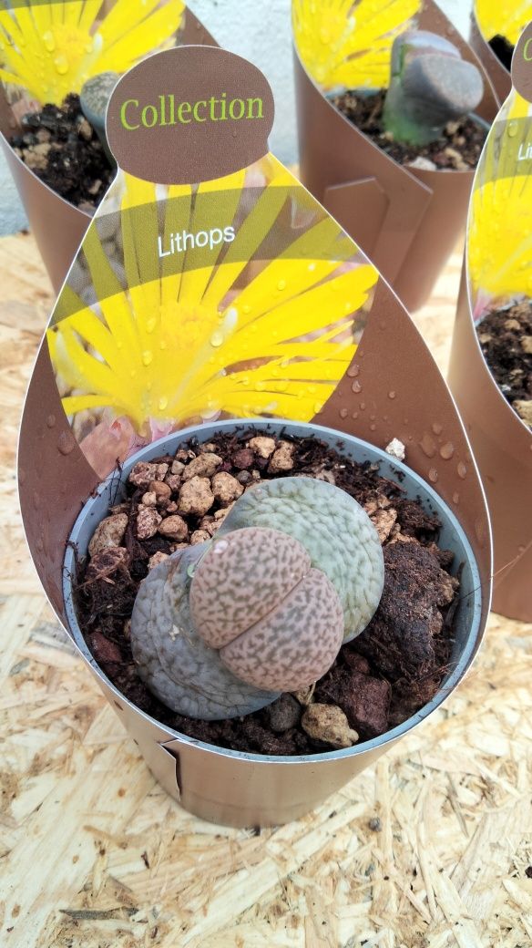 Cactus pedra - Lithops