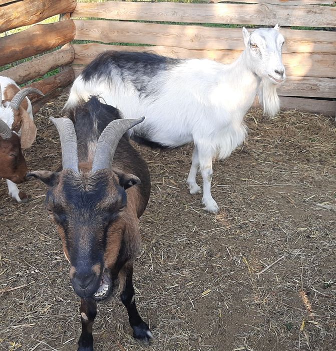 Дойные козы Ламанча