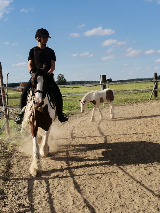 Sprzedam klacz irish cob