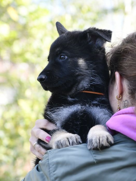 Owczarek Wschodnioeuropejski Veo samiec FCI
