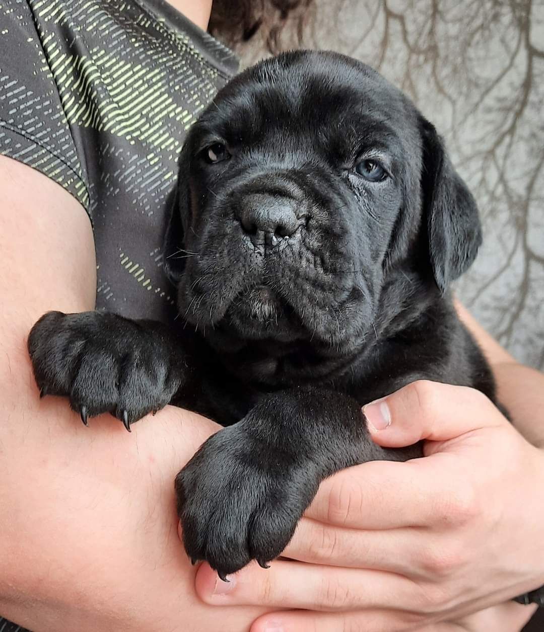 Cane corso Italiano piesek czarny