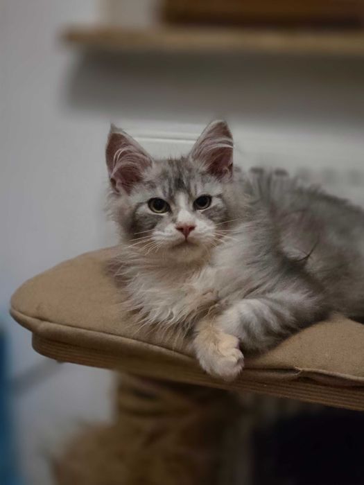 Uroczy srebrzysty kocurek Maine Coon - rezerwacja
