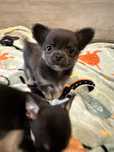 Piesek chihuahua  niebieski mini