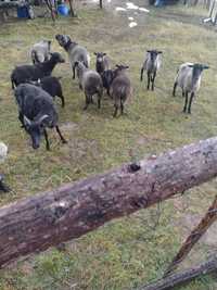 Owce wrzosówki, jagnięta,tryk wrzosówka