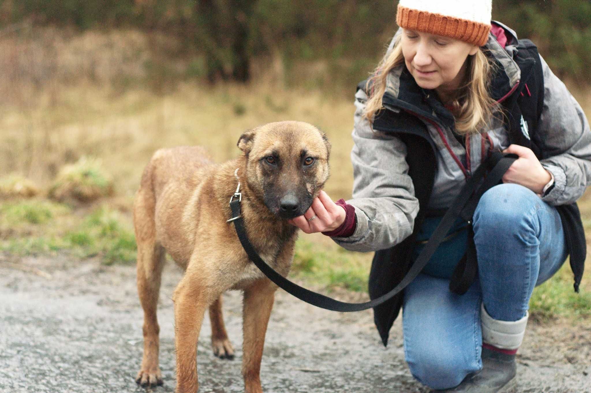 HERA - łagodna sunia w typie owczarka belgijskiego/Malinois