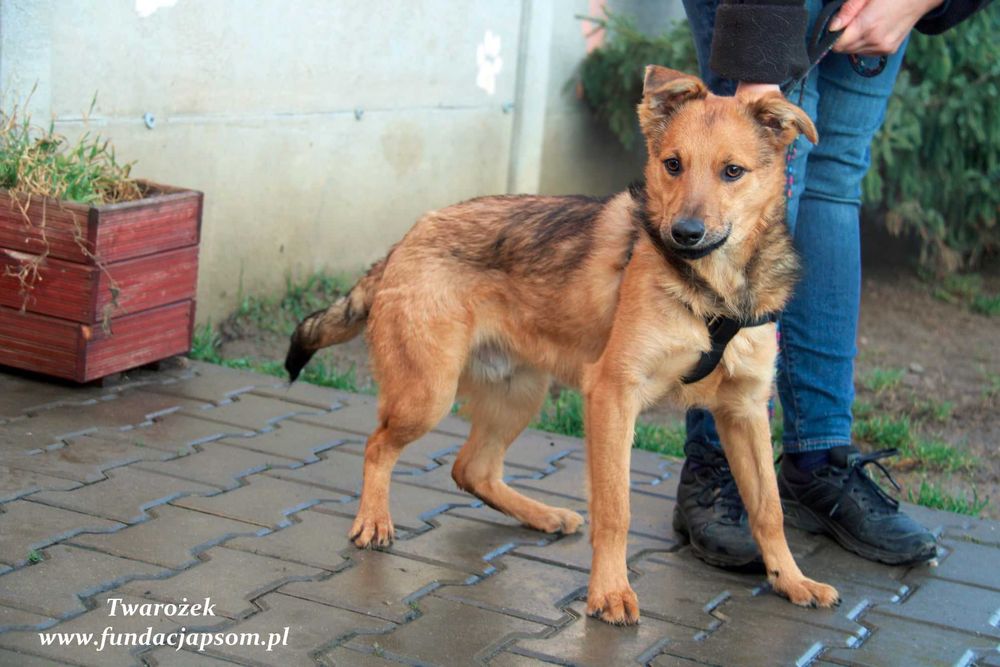 Twarożek - rozkoszny młodziak