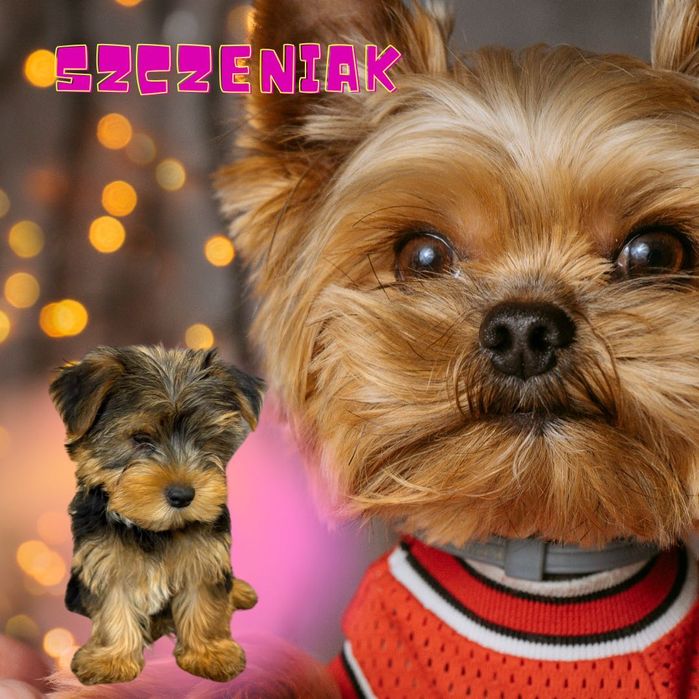 Yorkshire terrier sunia